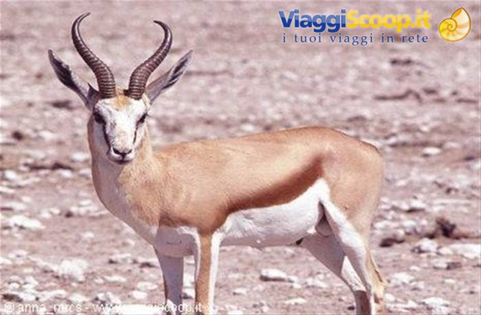 Springbock (antilope saltante) all'Etosha National Park