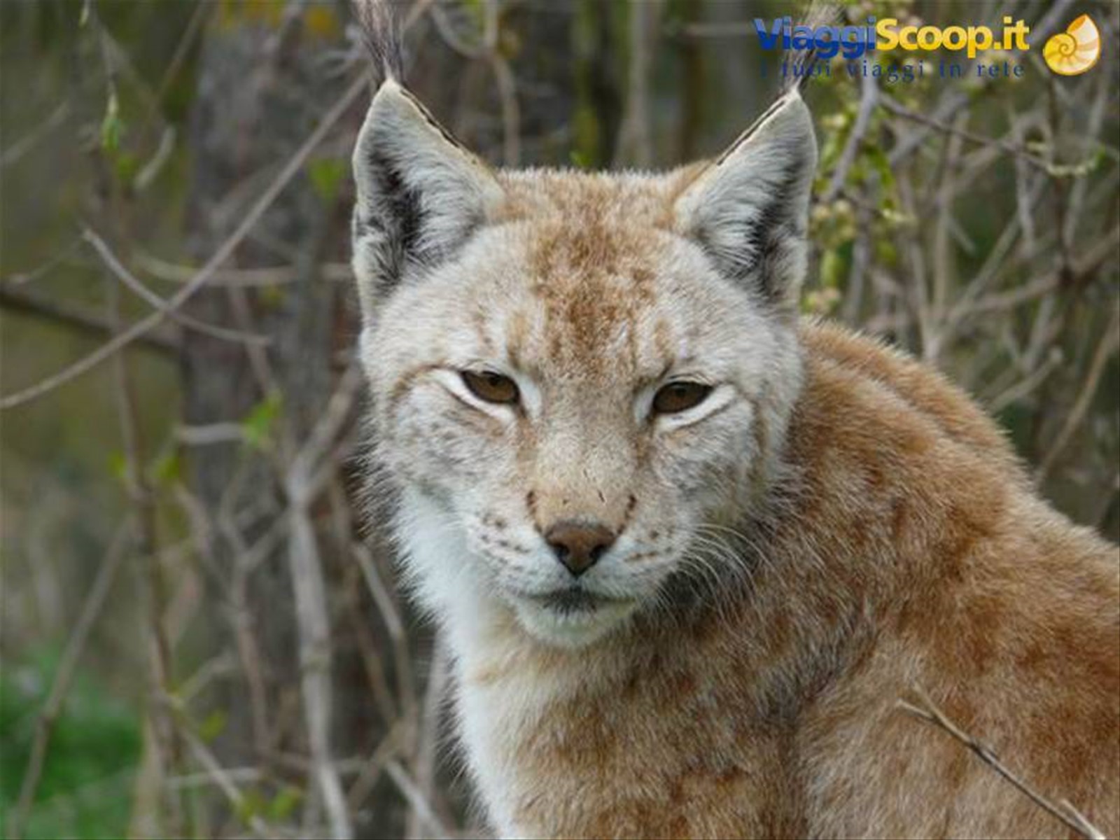 07 Lince