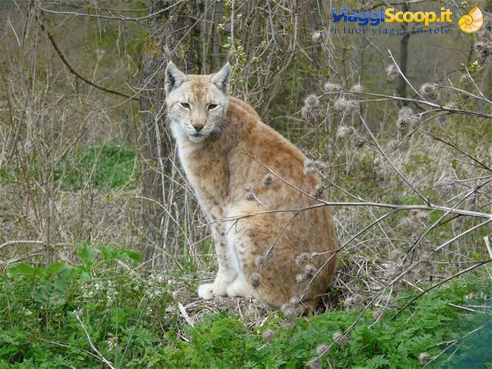 08 Lince