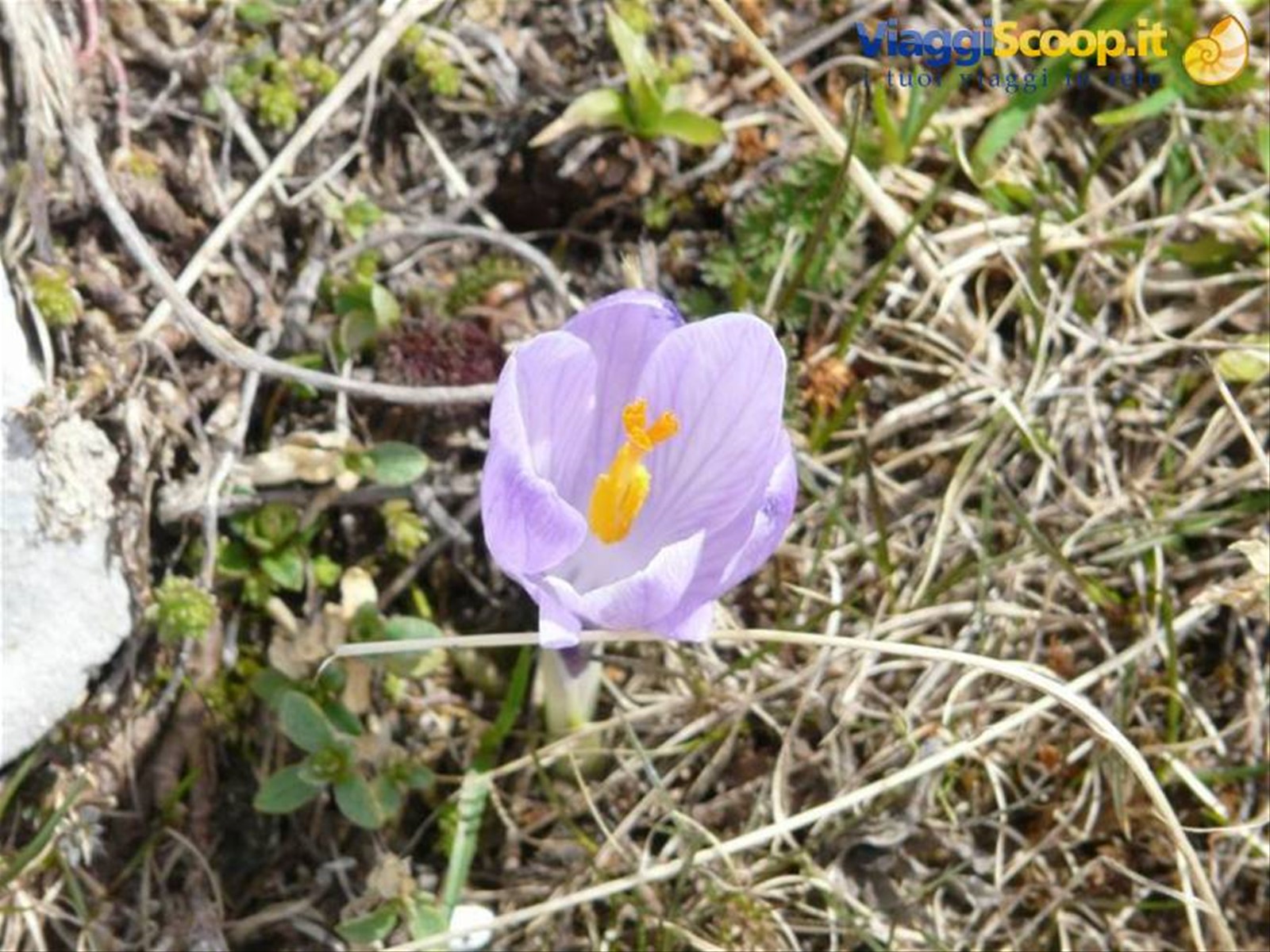 20 Crocus