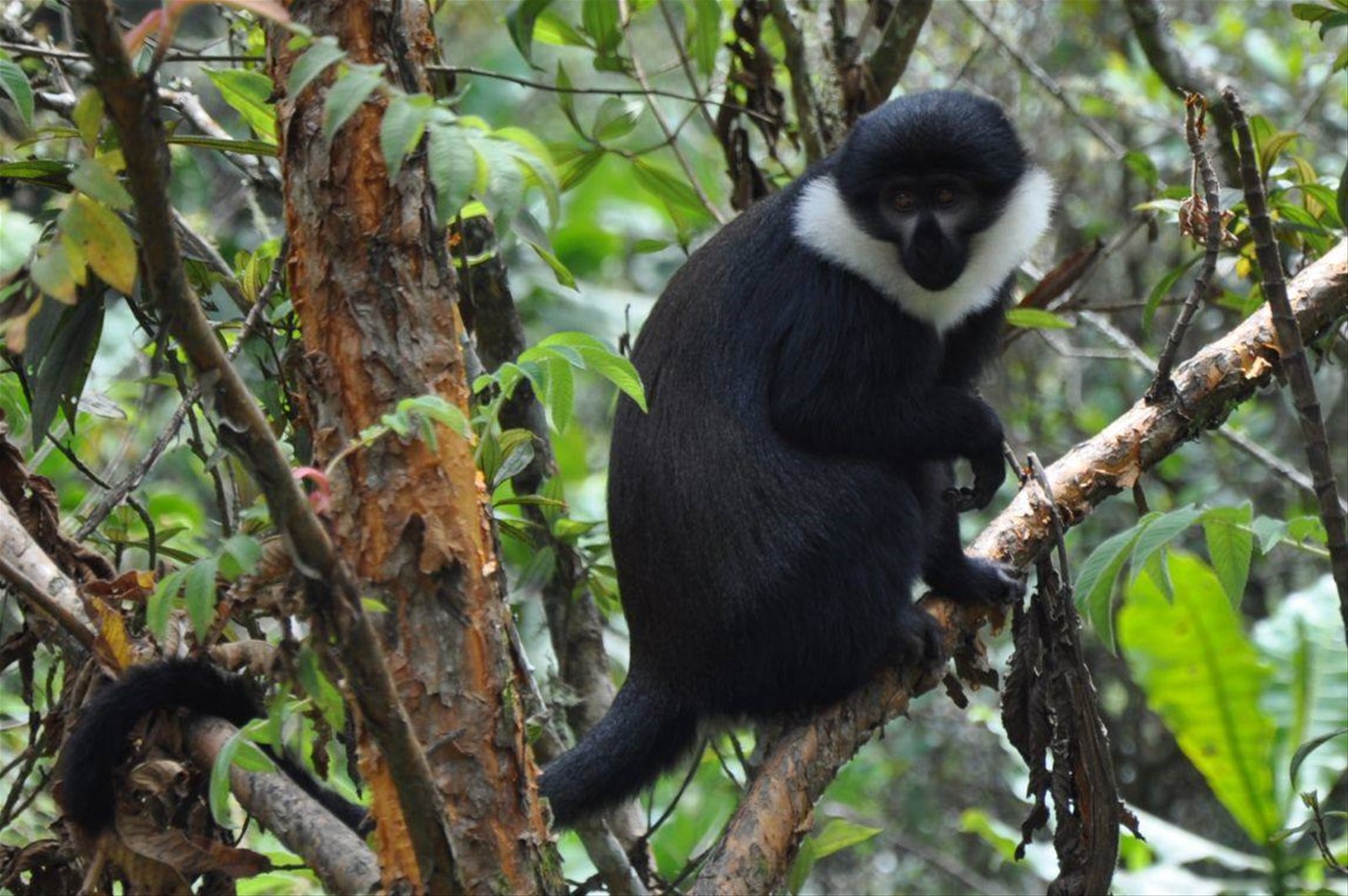 Foresta della Nyungwe, la scimmia di montagna