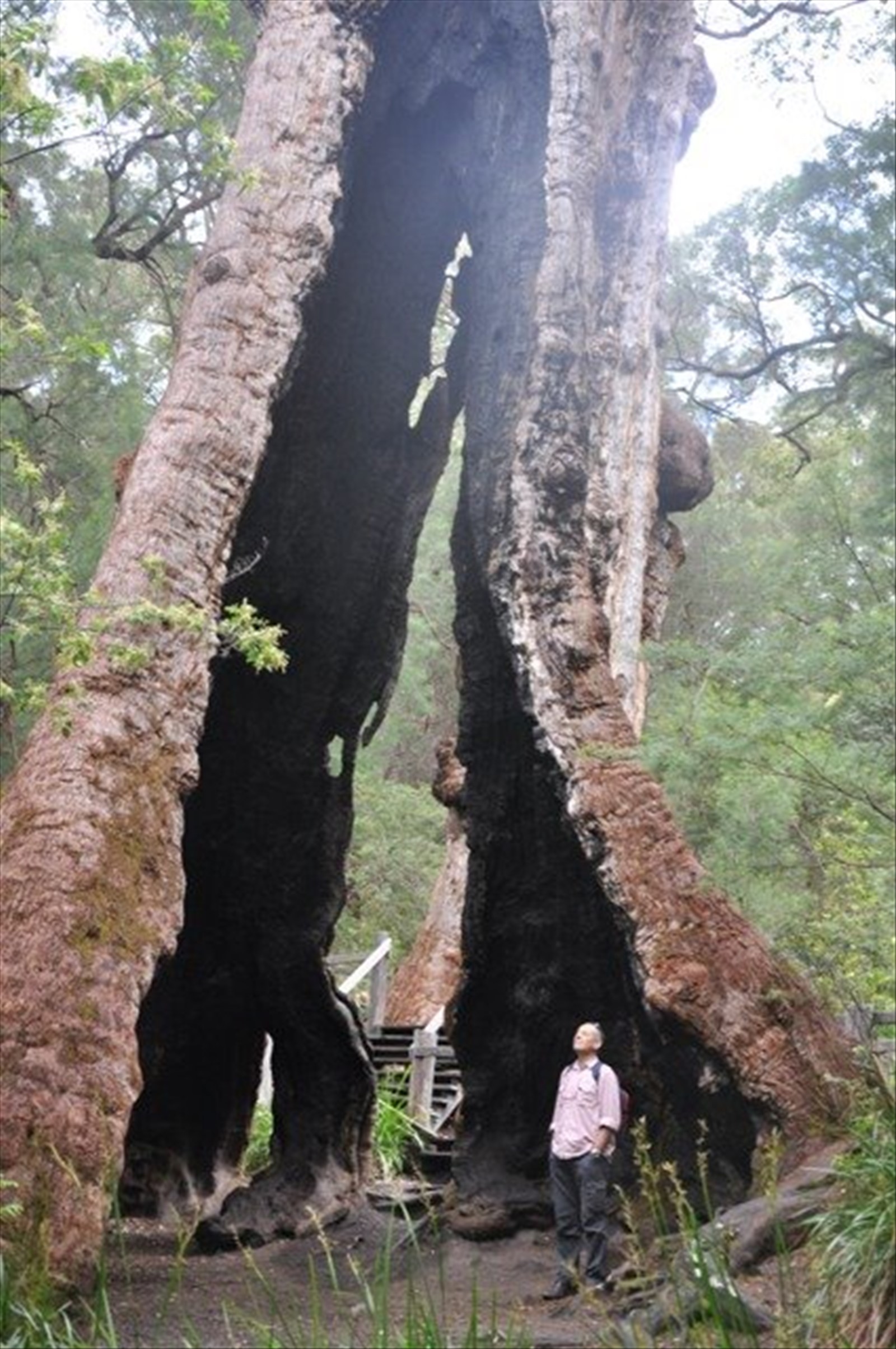 Valley of Giants
