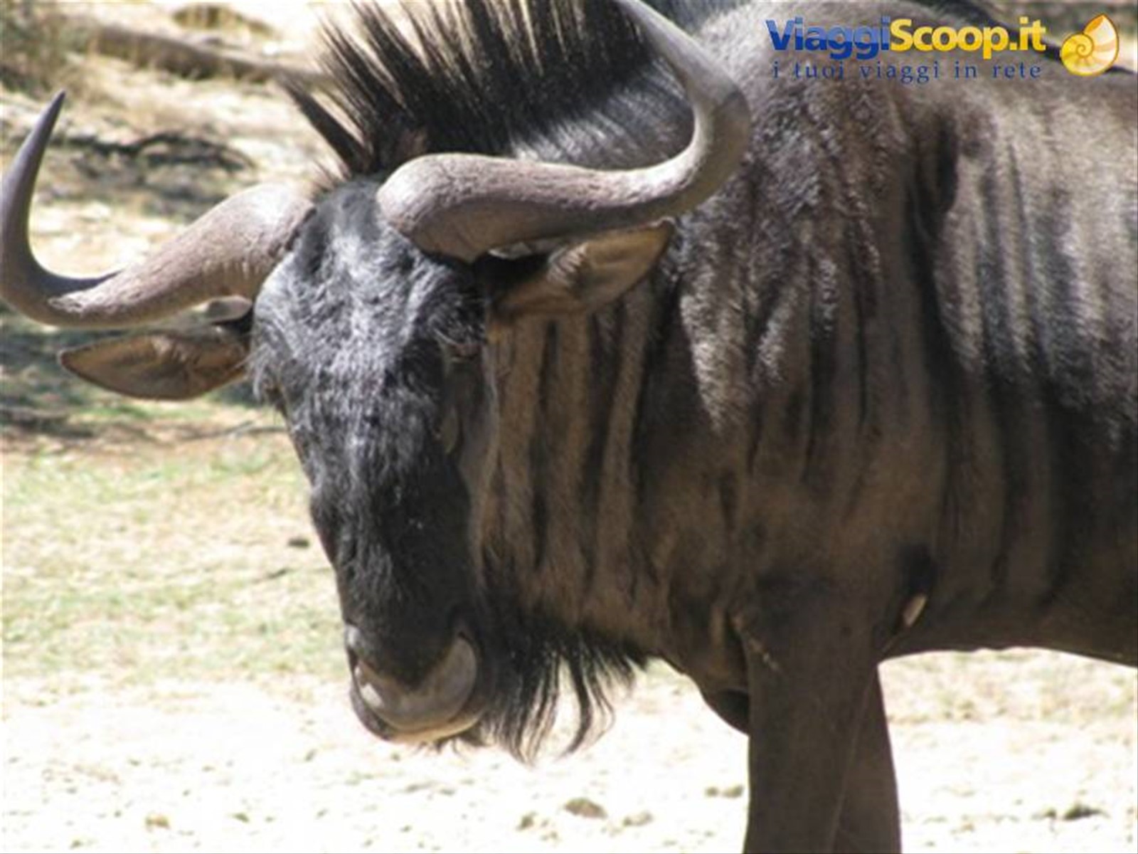 gnu