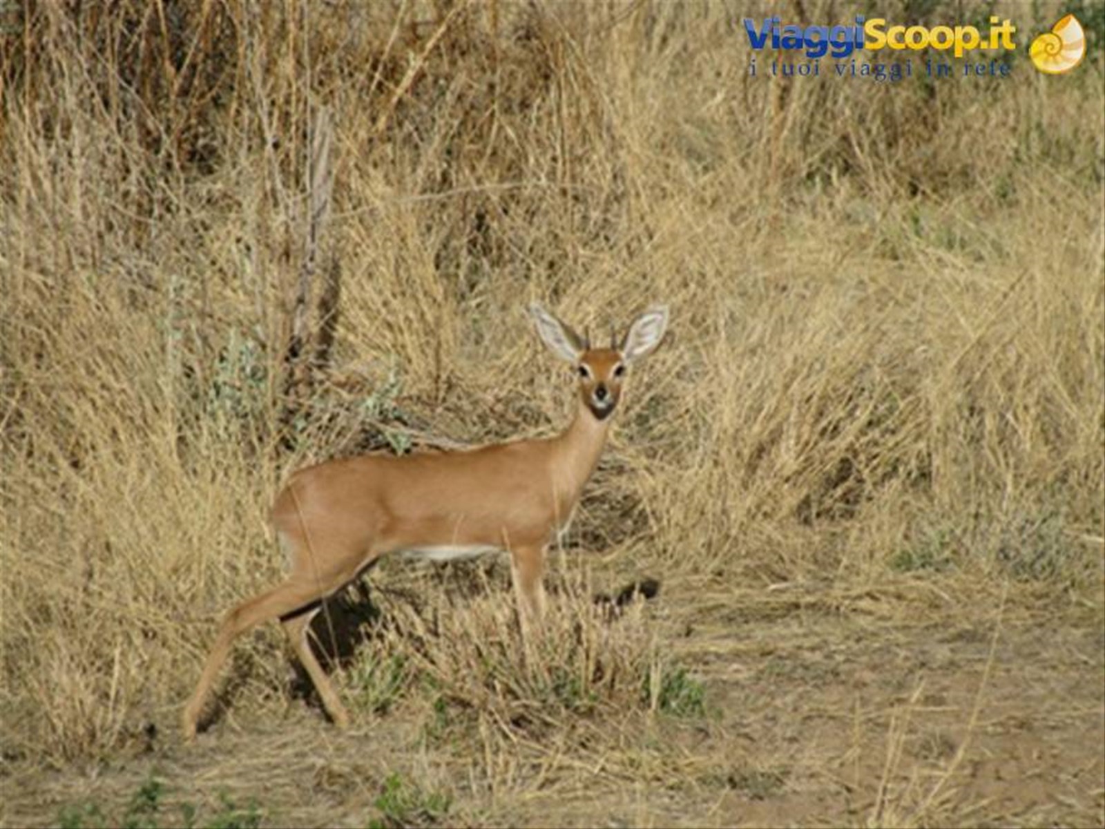 antilope