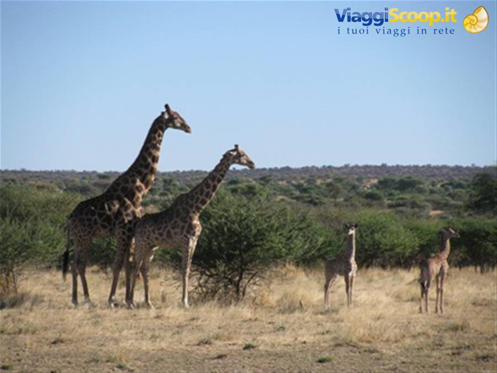 giraffe