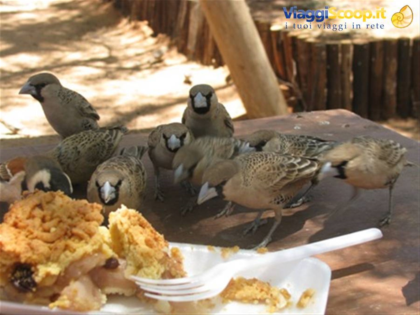 colazione a Solitaire