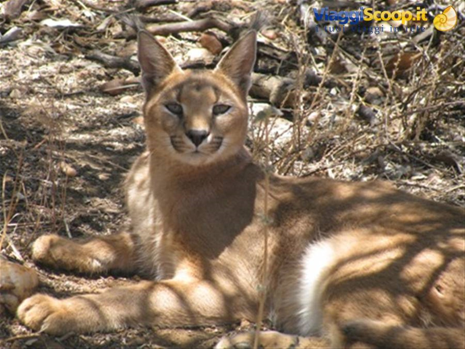 Na an Ku se - Caracal