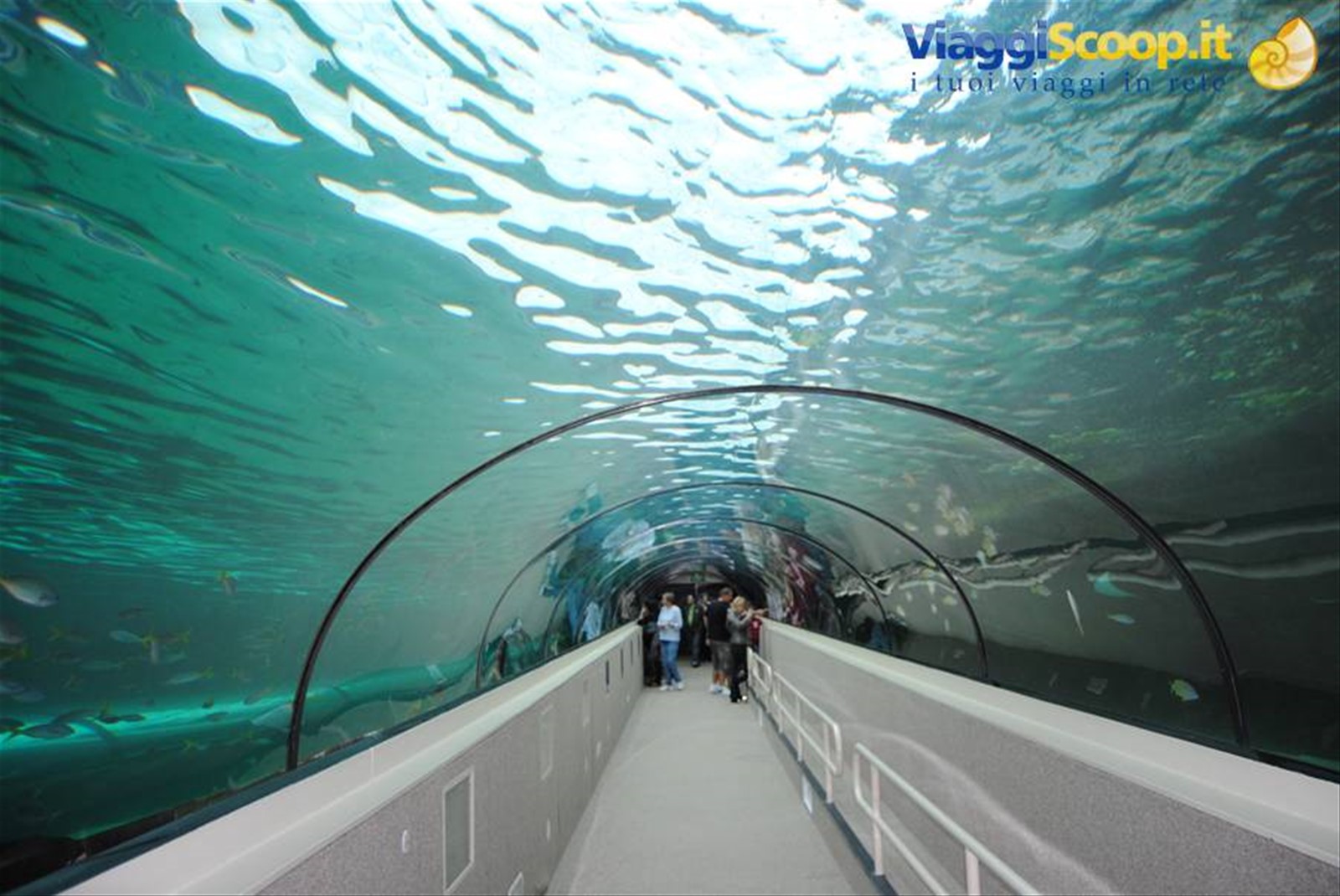 Lo splendido acquario di Sidney