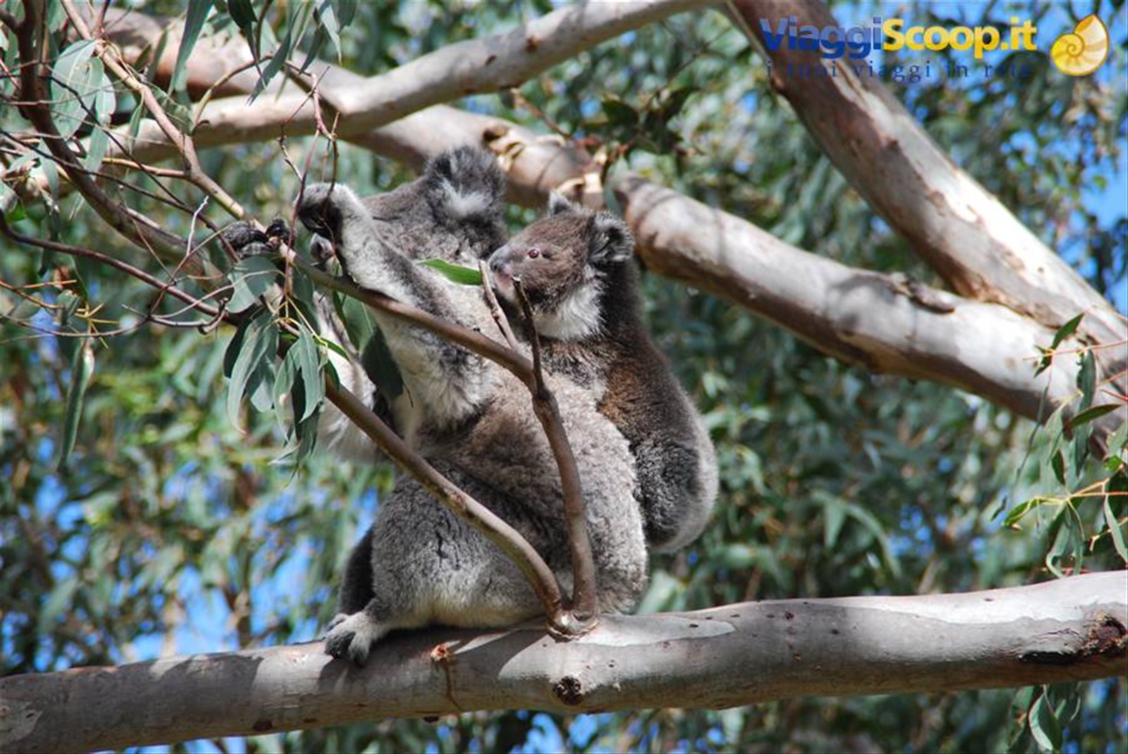 Koala
