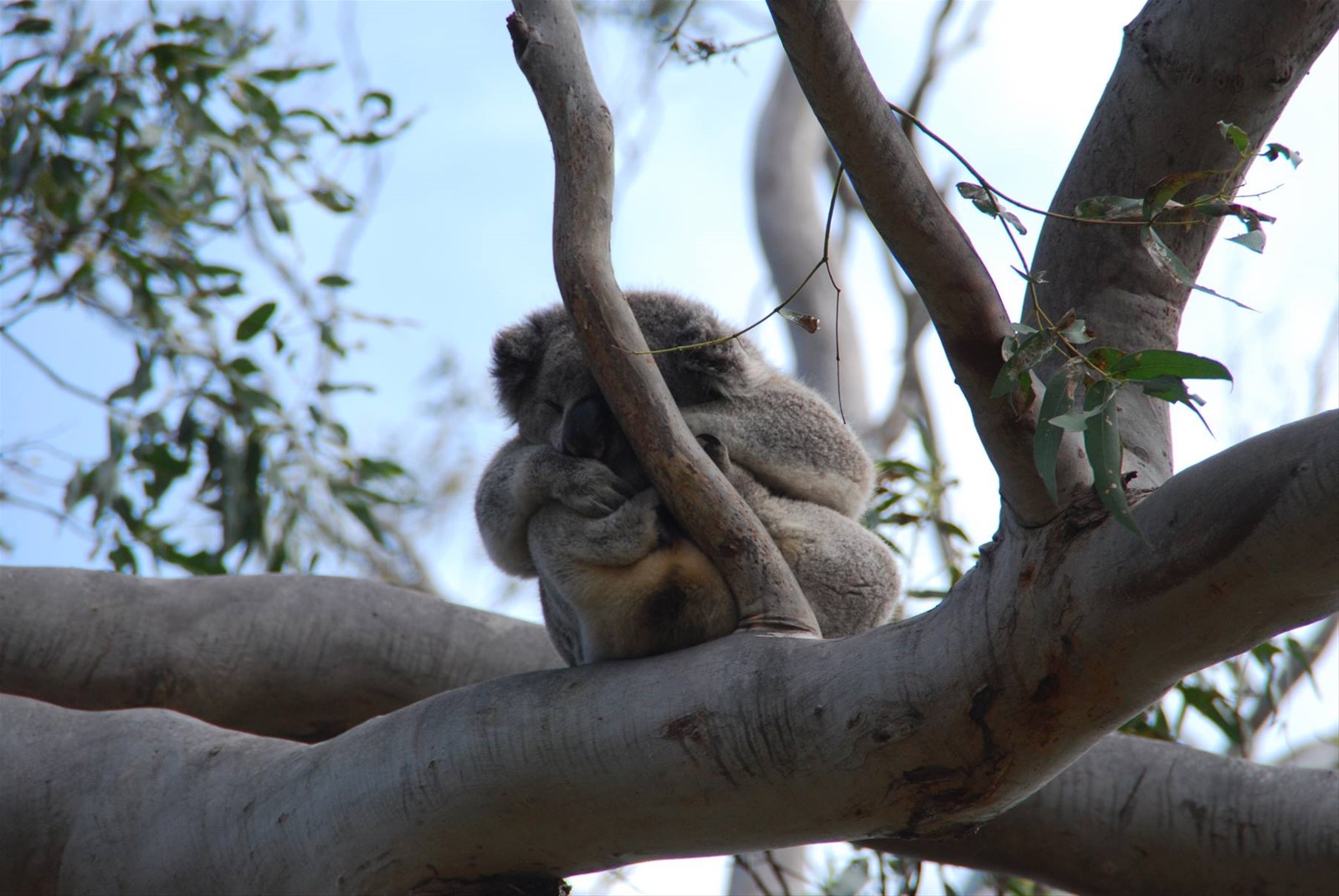 Foto di viaggio in AUSTRALIA