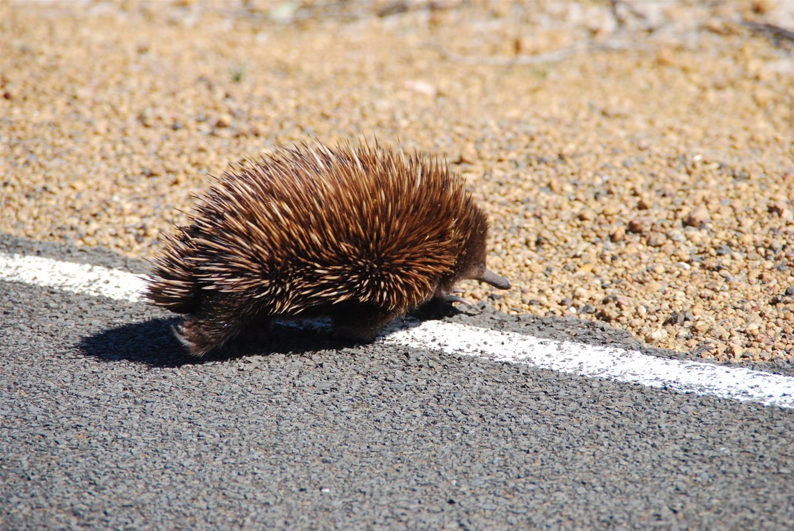 Foto di viaggio in AUSTRALIA