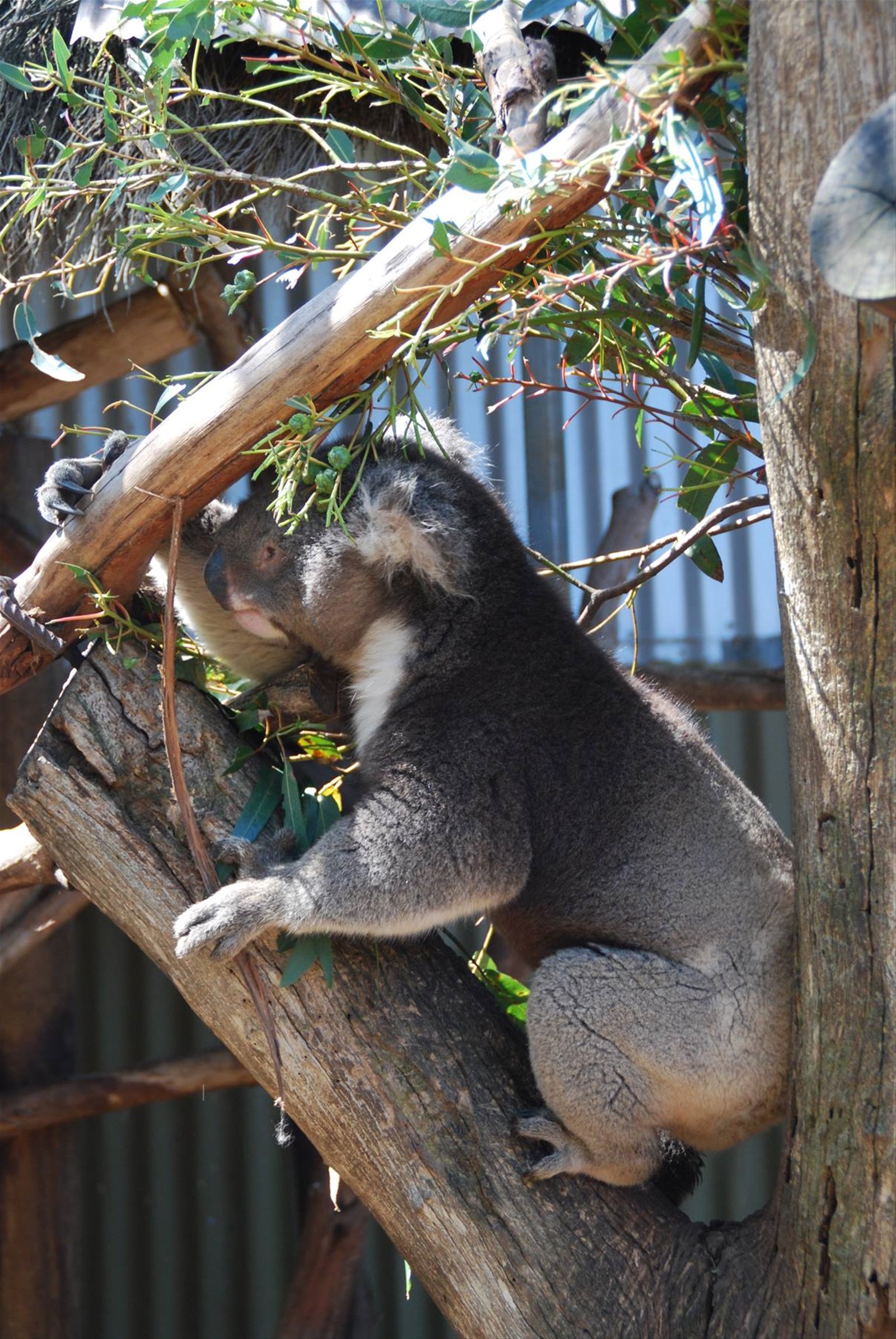 Foto di viaggio in AUSTRALIA