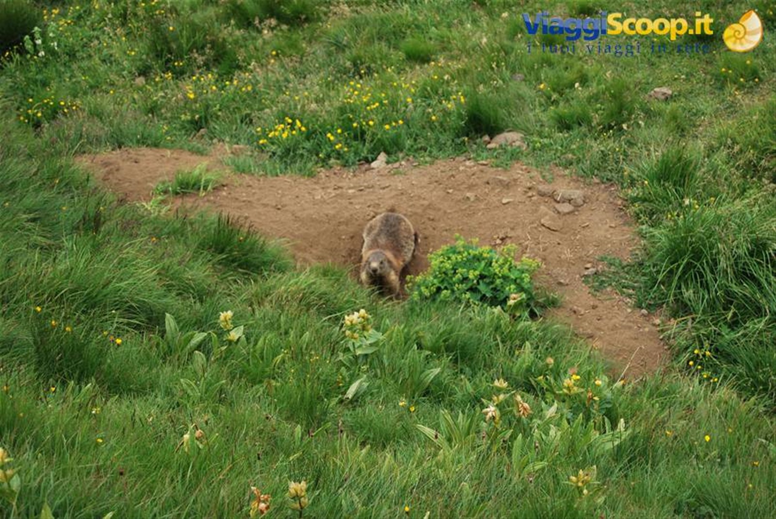 Giovane marmotta