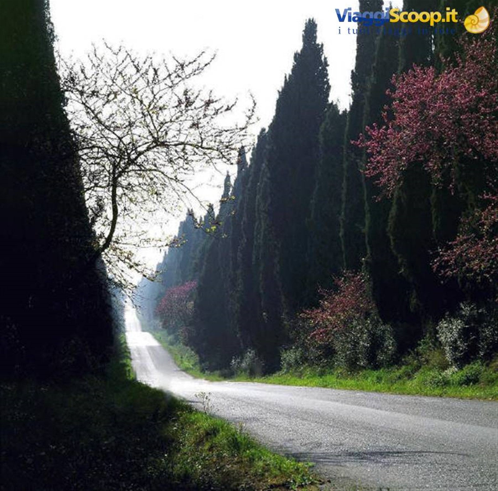Bolgheri