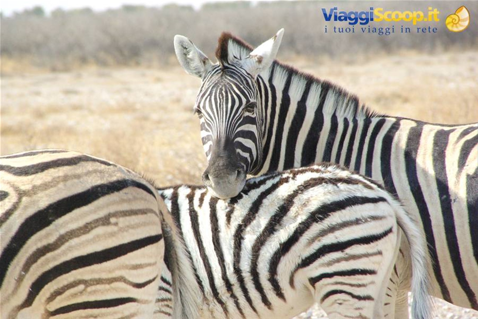 zebra