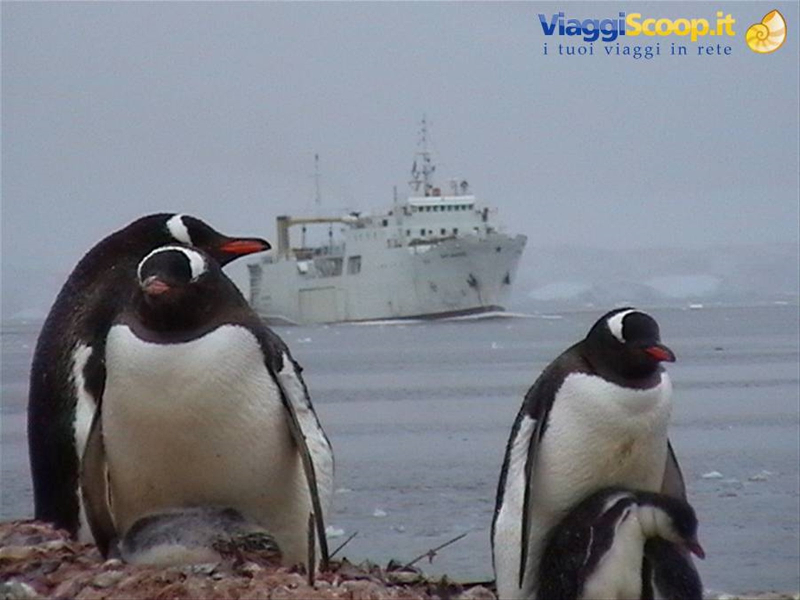 Foto di viaggio in ANTARTICA