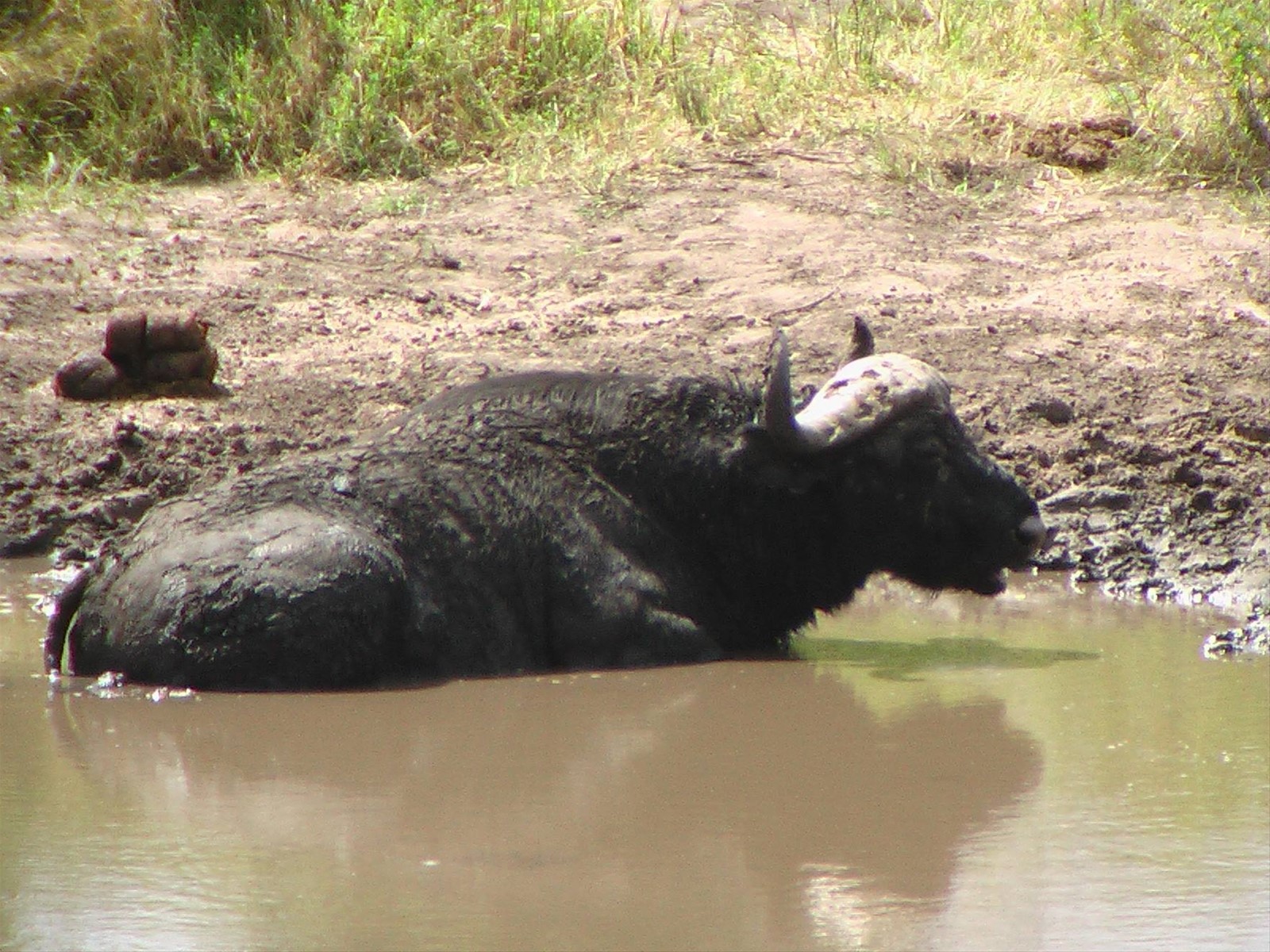 Foto di viaggio in BOTSWANA