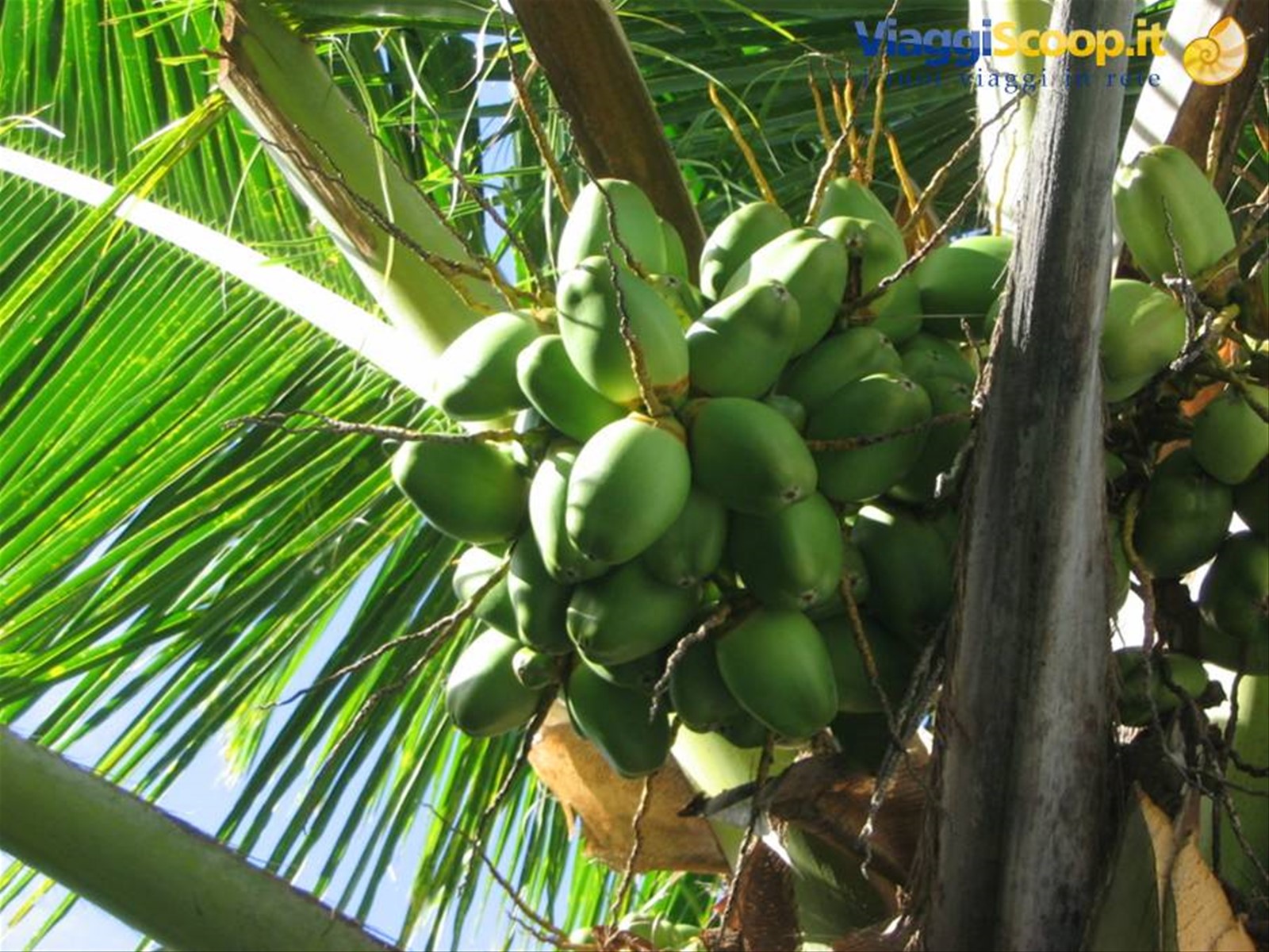 Foto di viaggio in MALDIVE