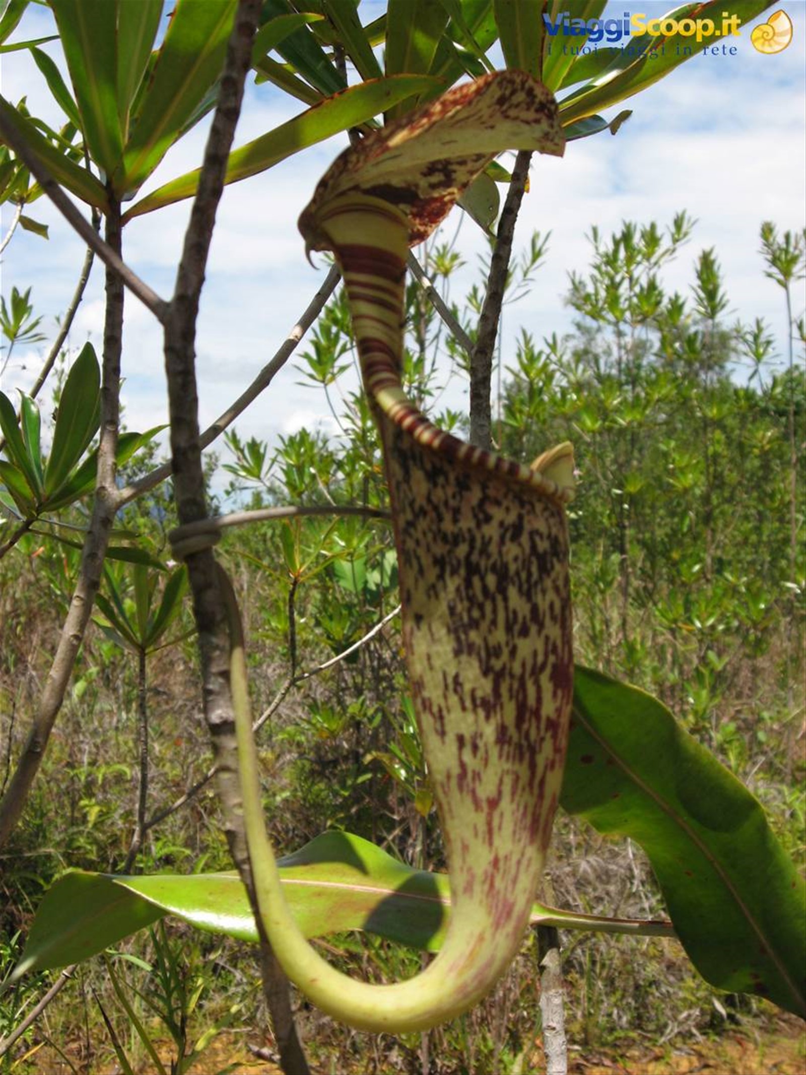 pianta carnivora