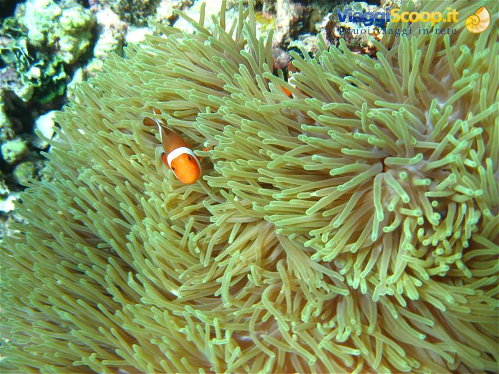 Pesce Pagliaccio