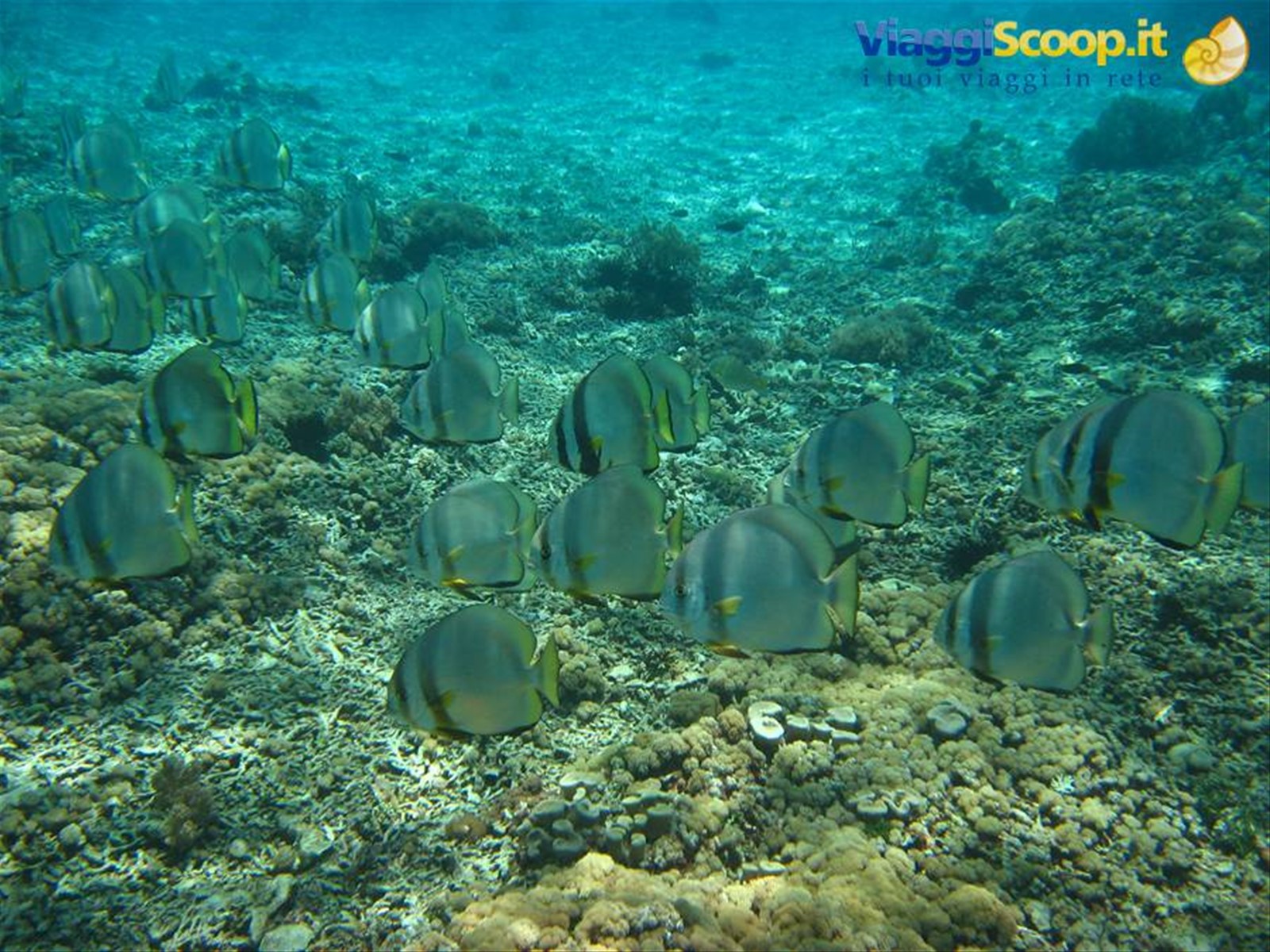 Bat Fishes