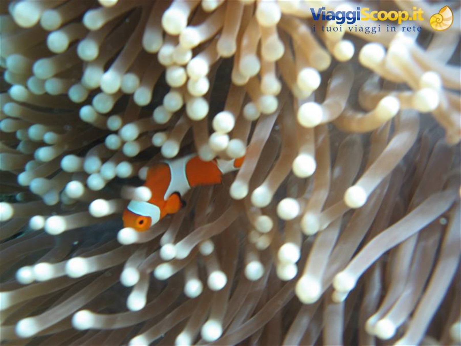 Nemo