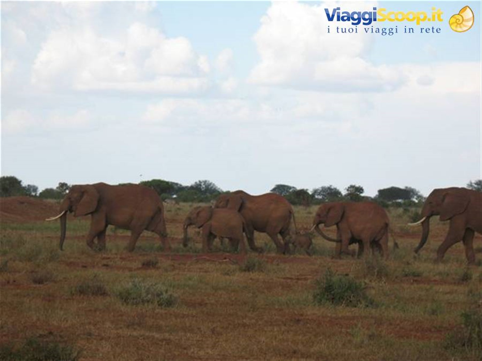 SAFARI TSAVO EAST