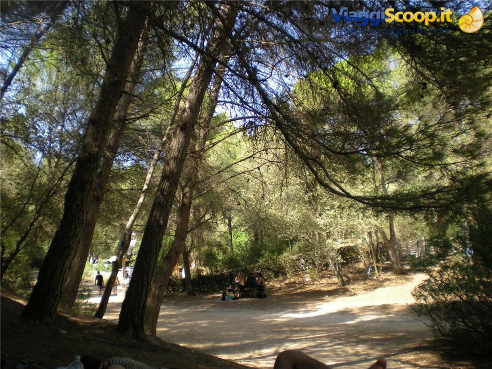 Pineta cala Mitjana