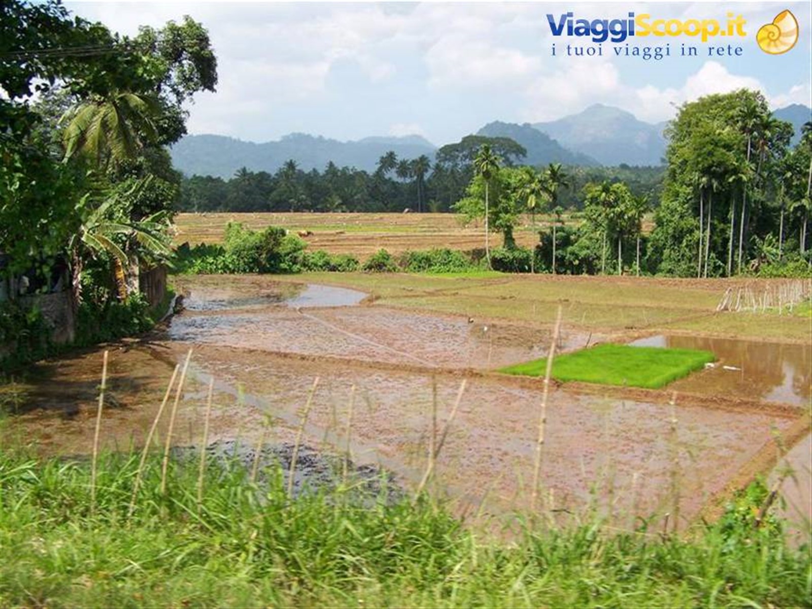 Foto di viaggio in SRI LANKA