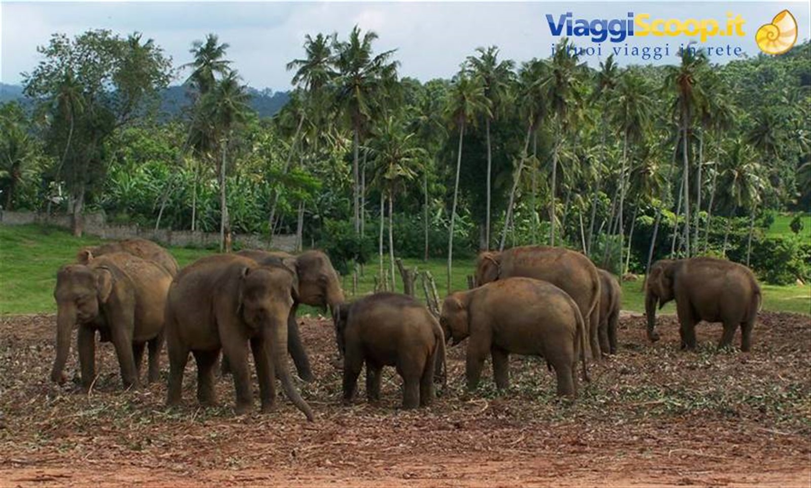 Foto di viaggio in SRI LANKA