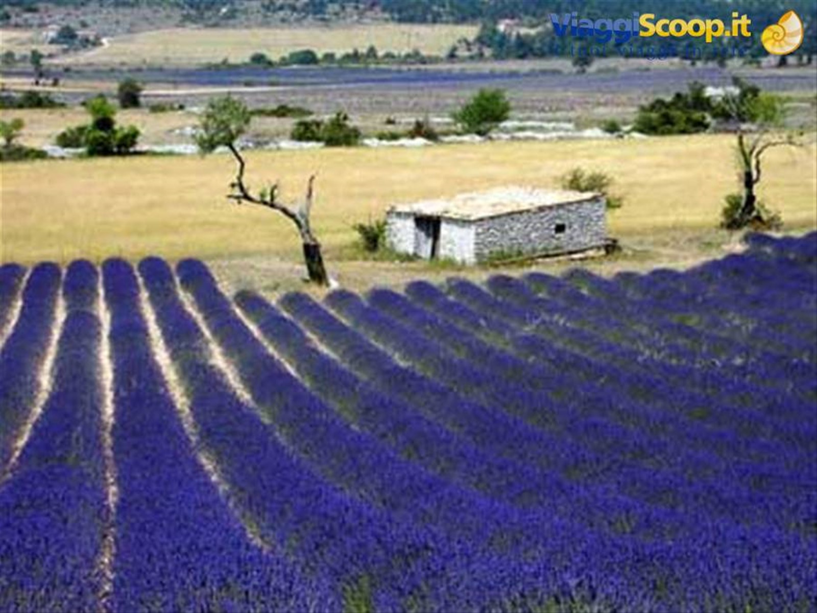 Lavanda in fiore