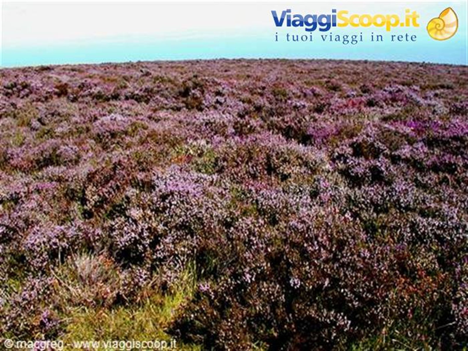 Exmoor NP, prati d'erica