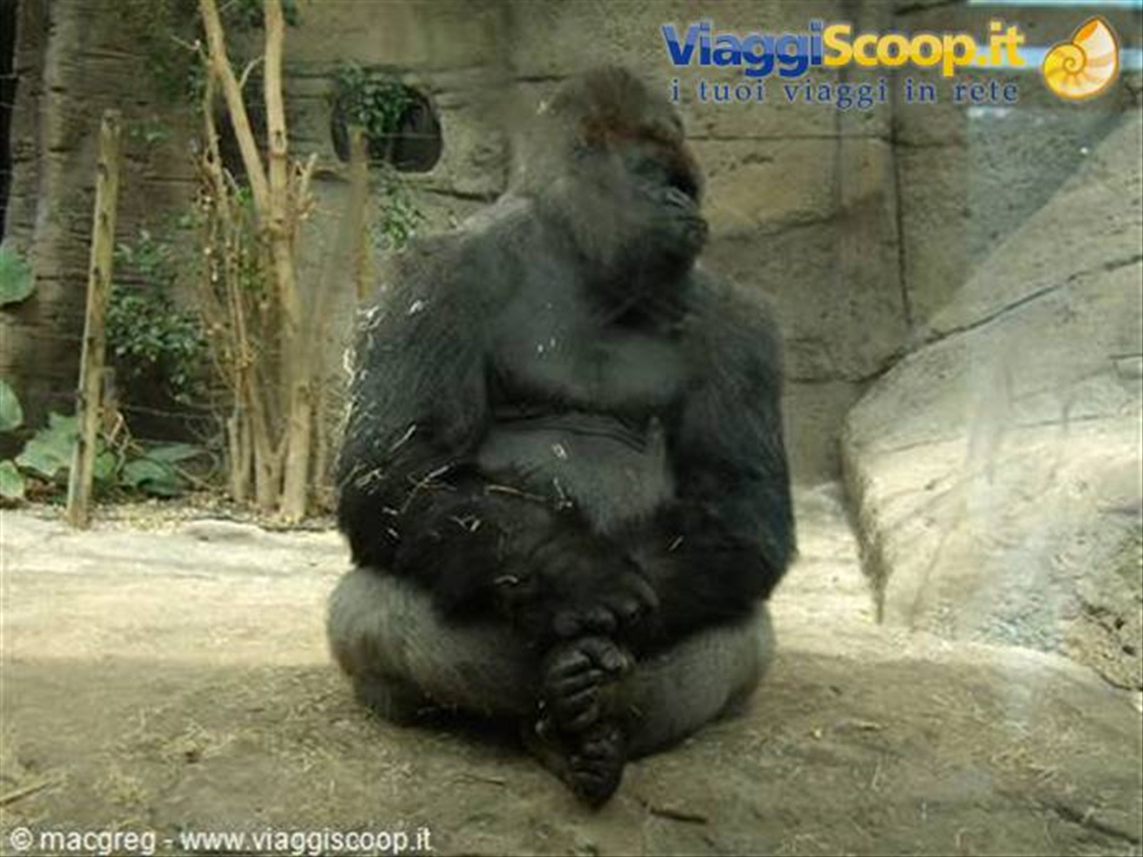 Zoo Acquario