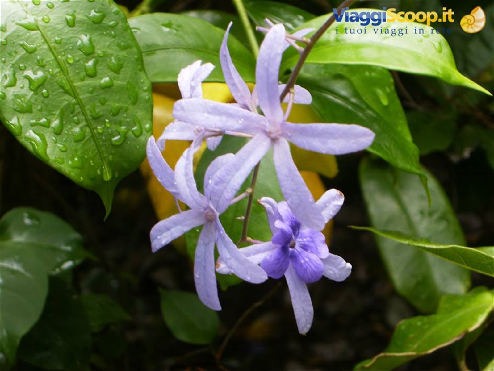 fiori