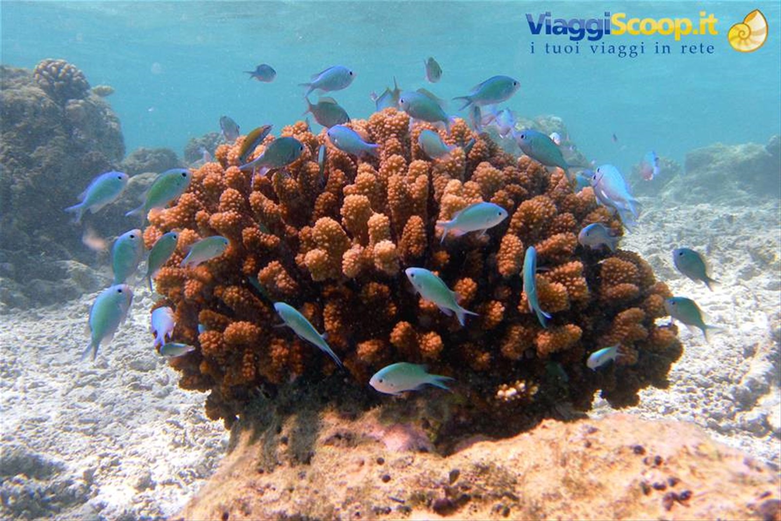 Snorkelling al largo di Olhuveli
