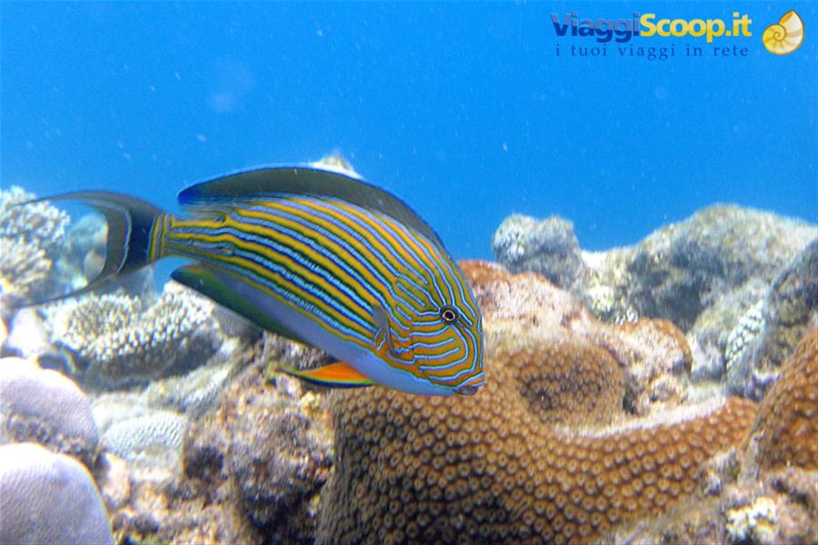 Snorkelling ad Olhuveli