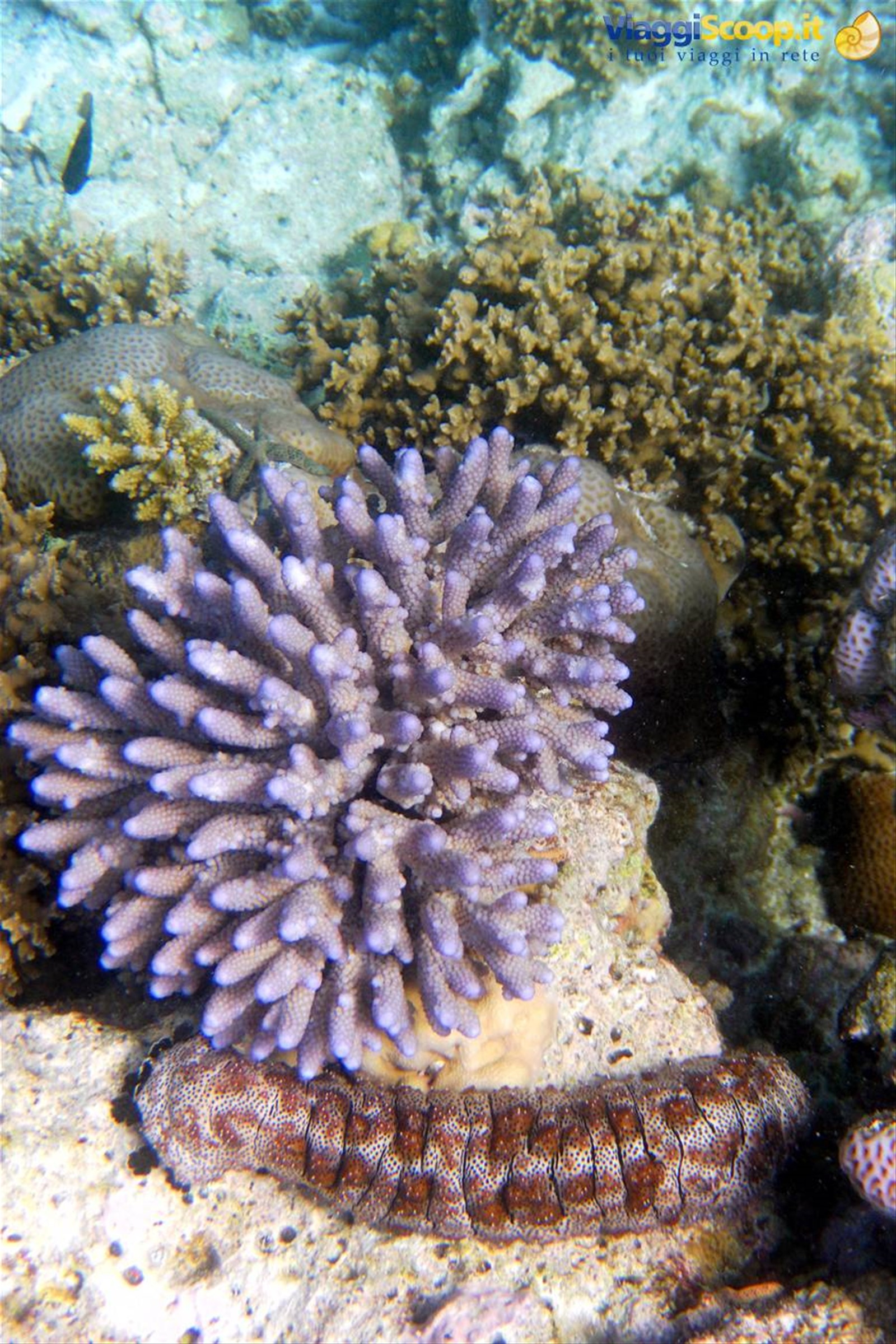 Snorkelling al largo di Olhuveli