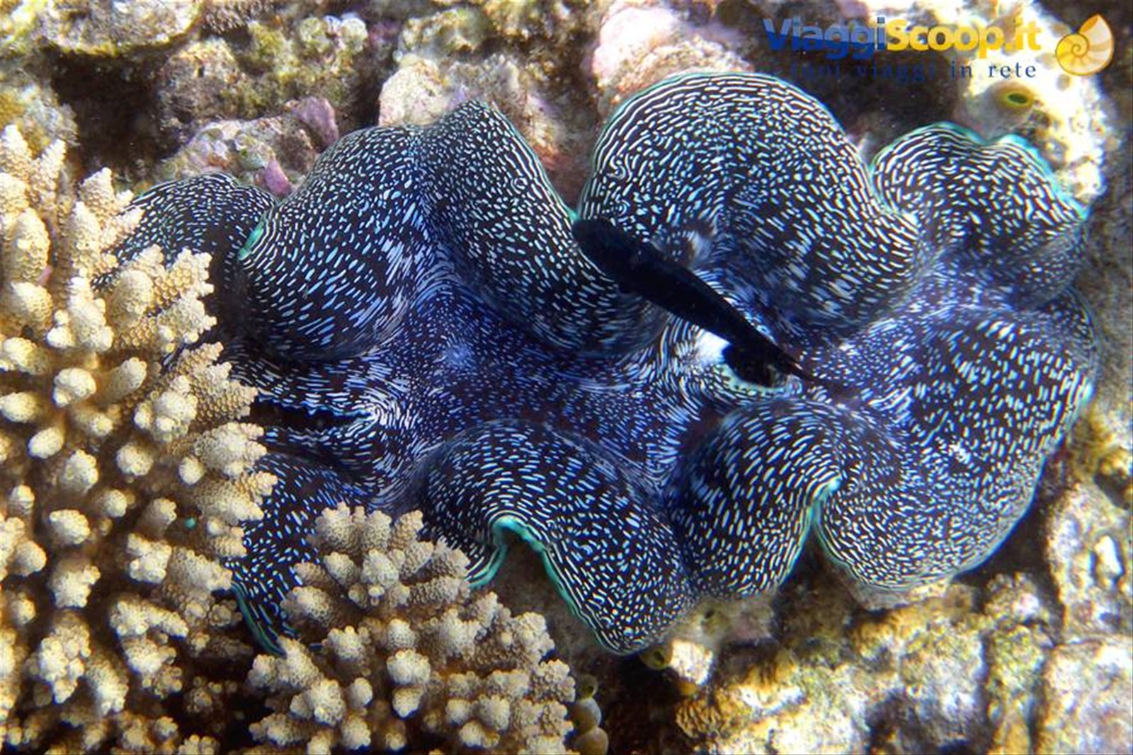 Snorkelling al largo di Olhuveli