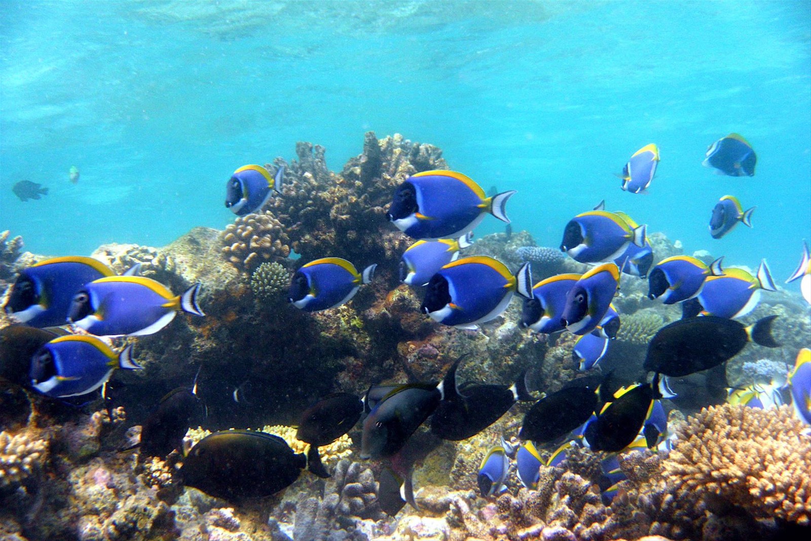 Snorkelling al largo di Olhuveli