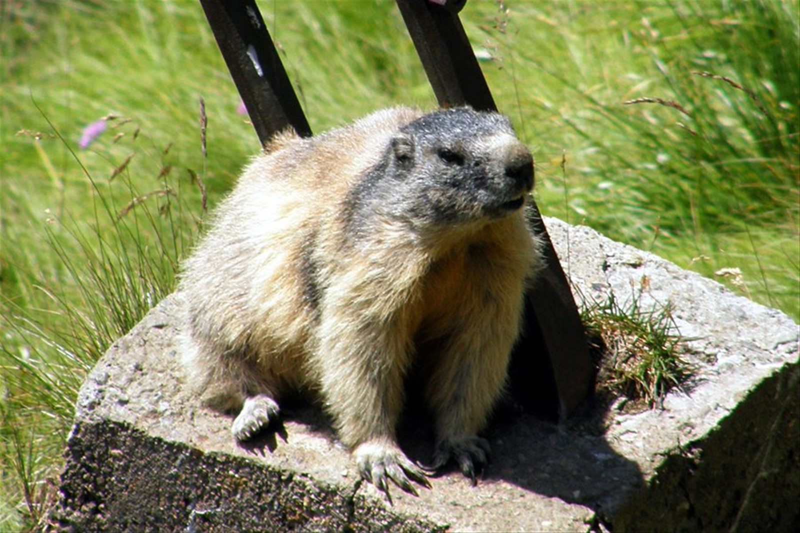 Marmotta sul Grossglockner