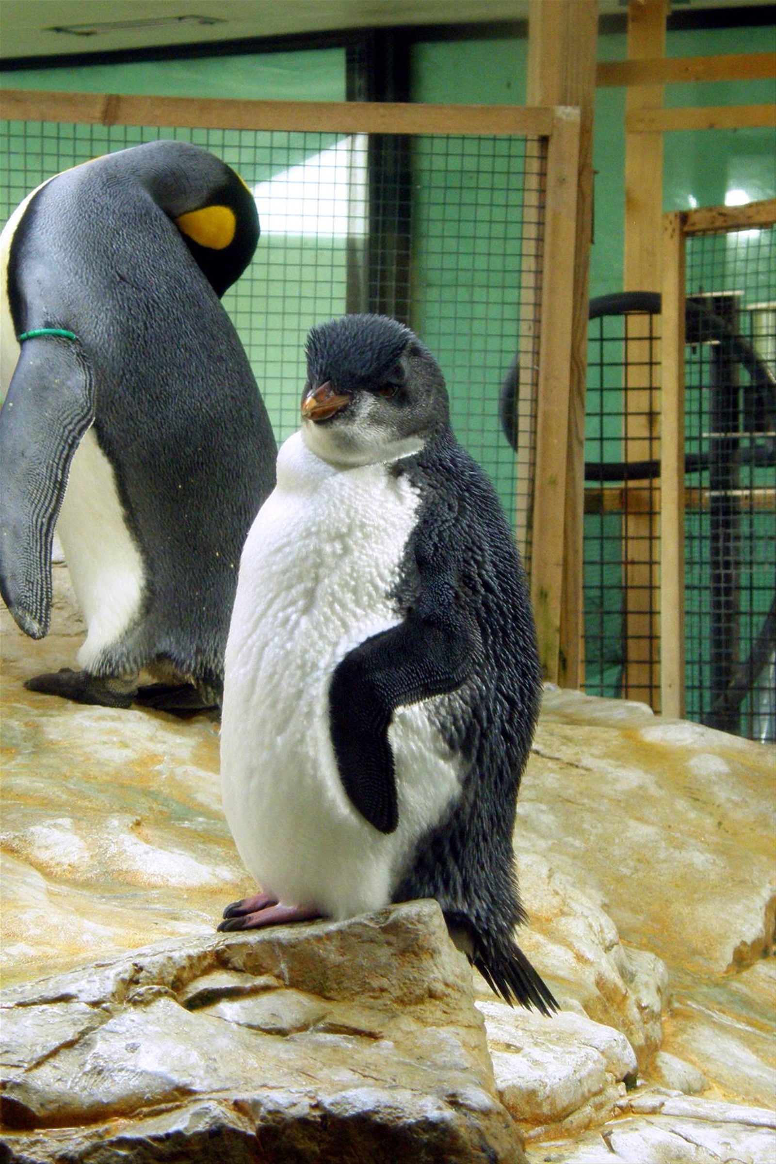 Zoo di Vienna