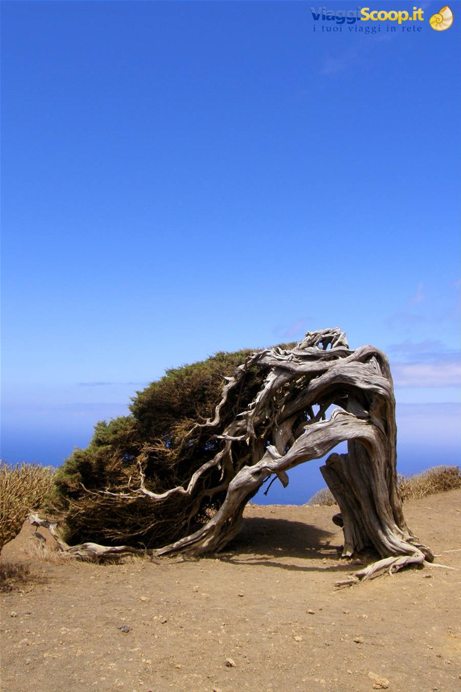 El Sabinar