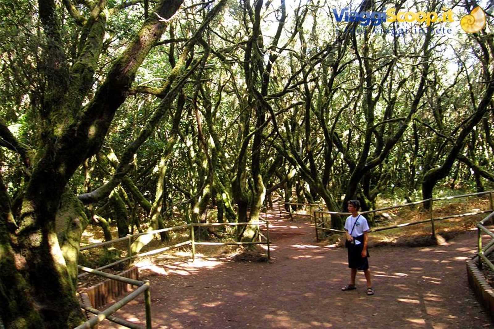 Parque National de Garajonay