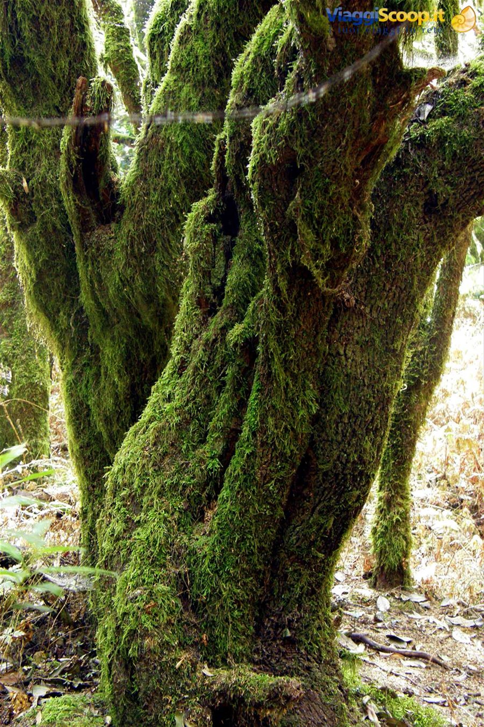 Parque National de Garajonay