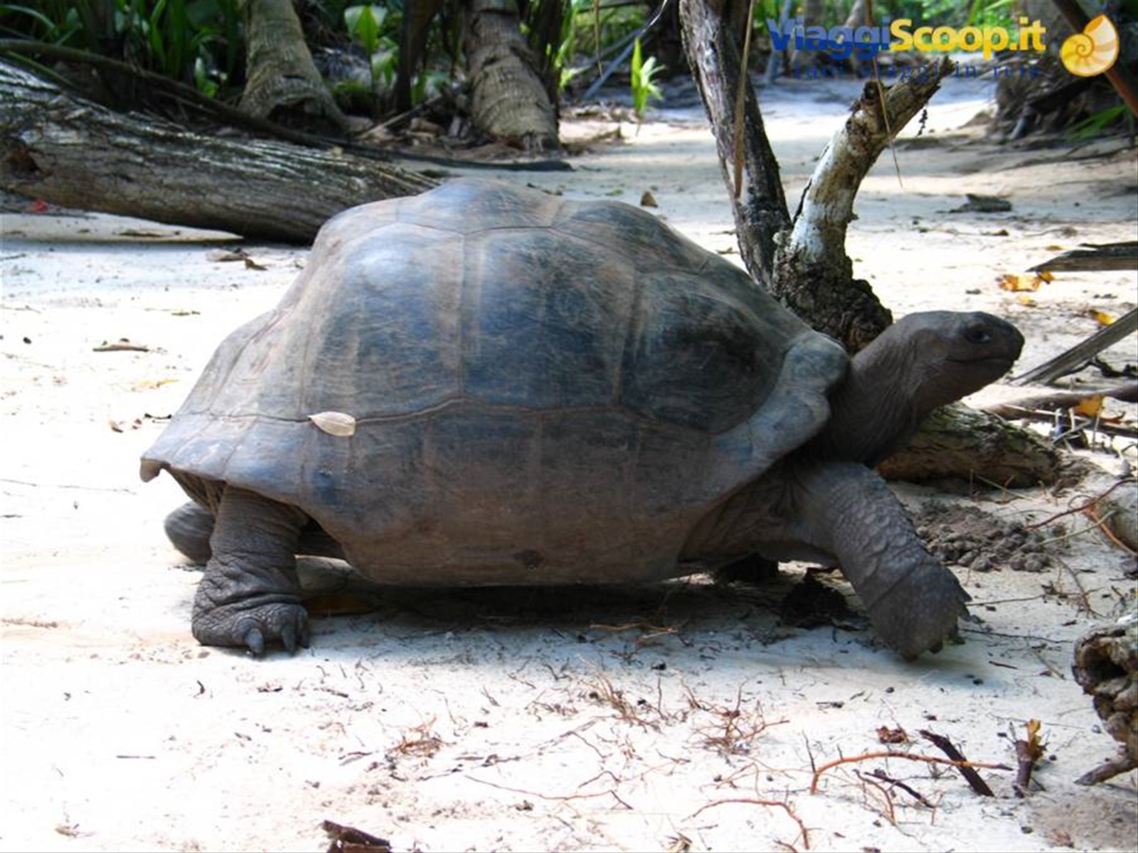 GIANT TURTLE (Curieuse)