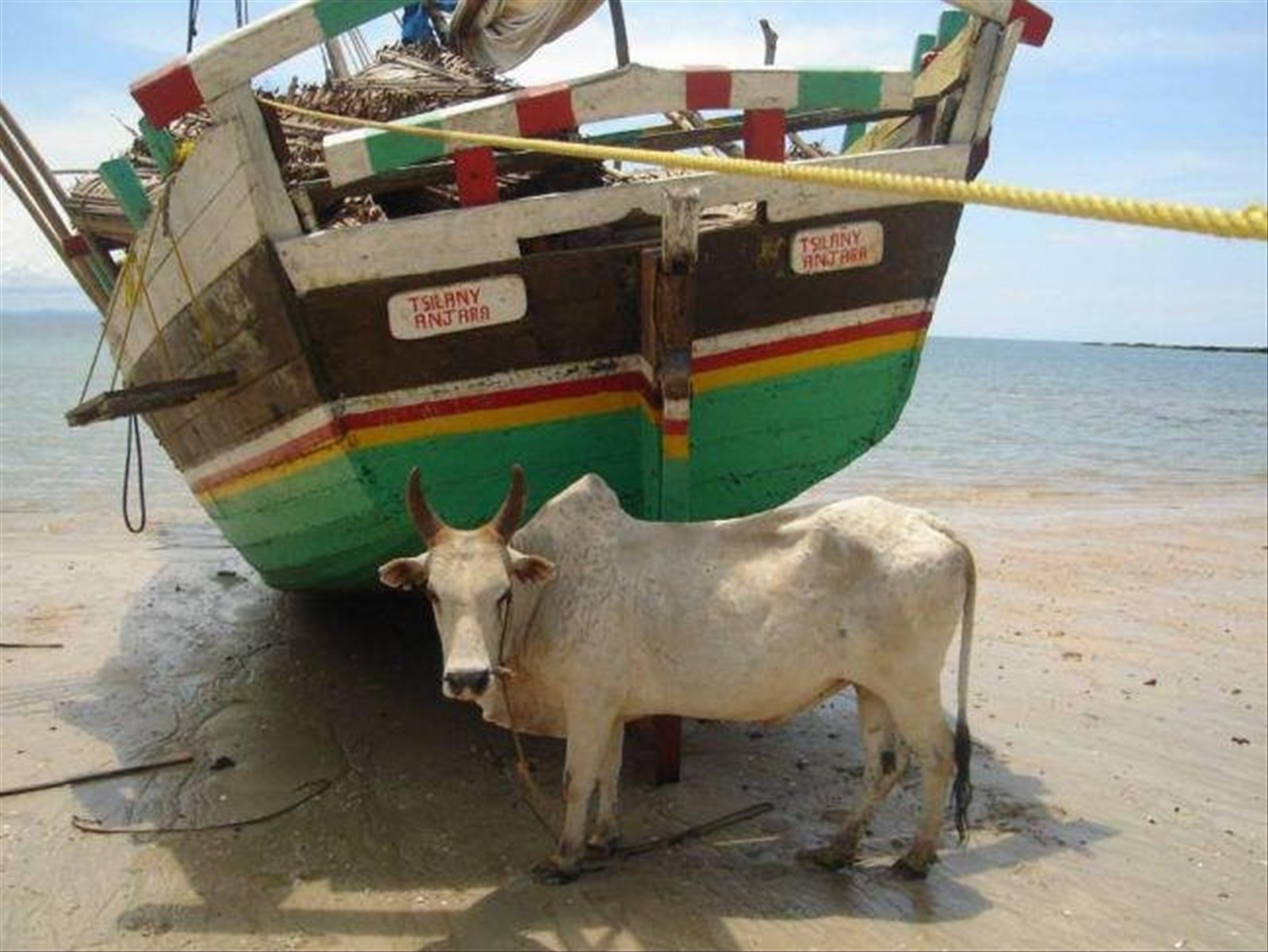 zebu a la plage