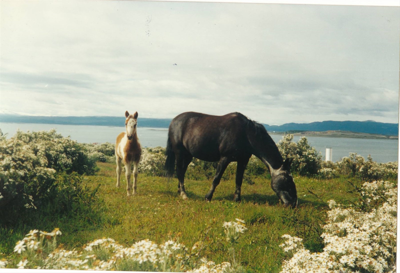 cavalli patagonici