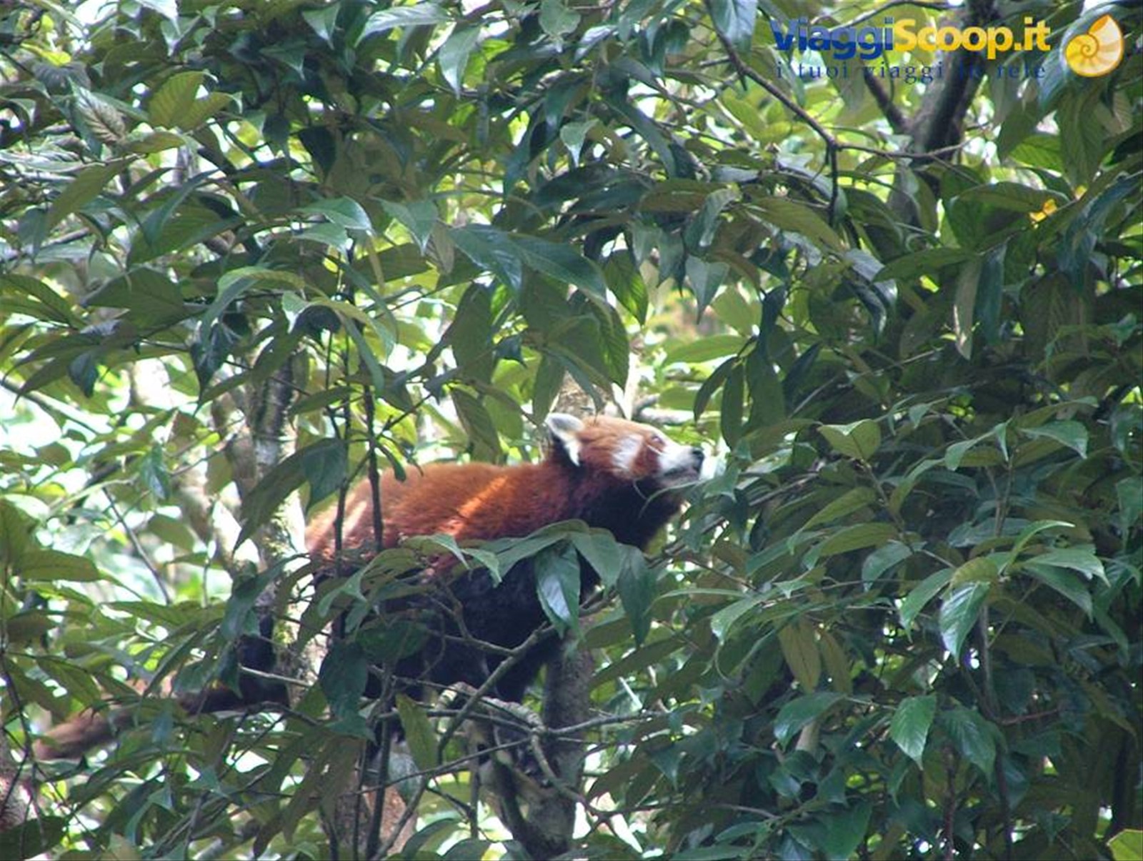 il simpaticissimo red panda