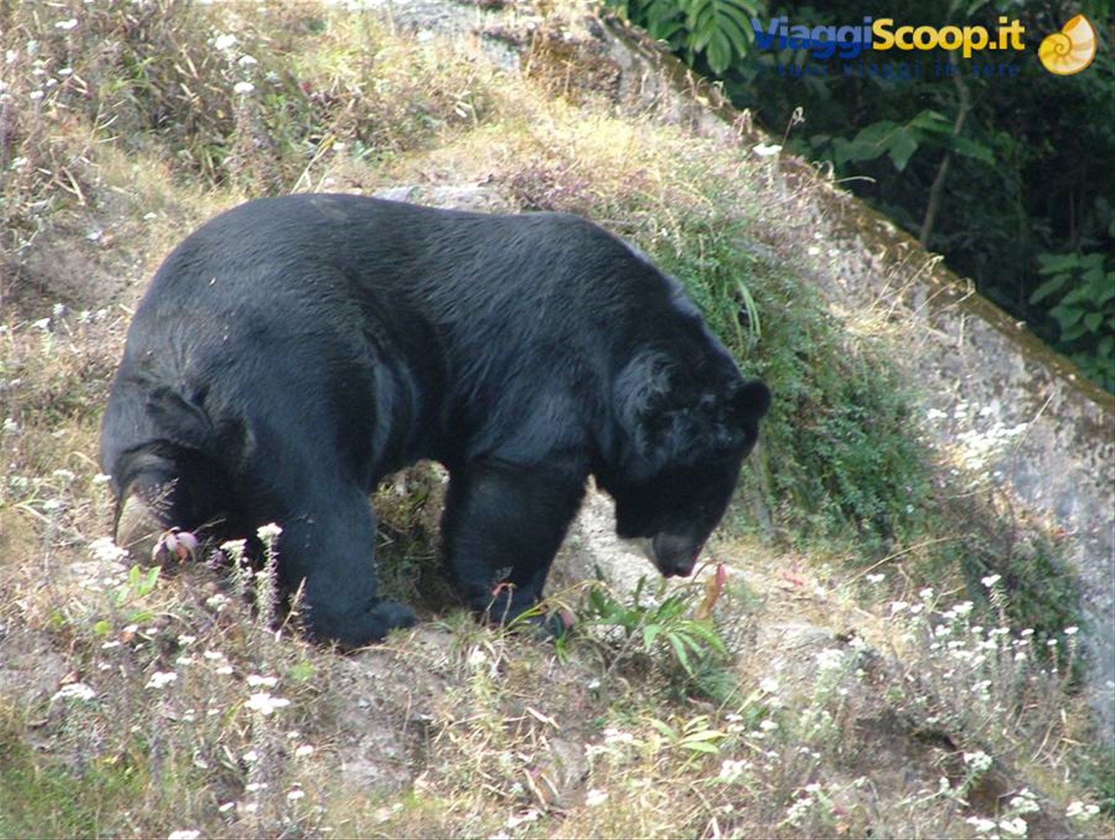 orso himalayano