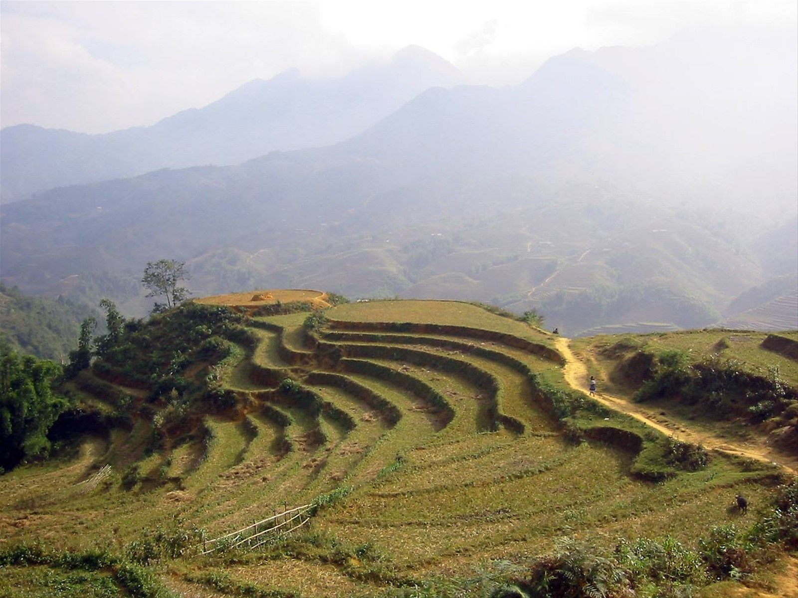 Vietnam, le risaie di Sapa